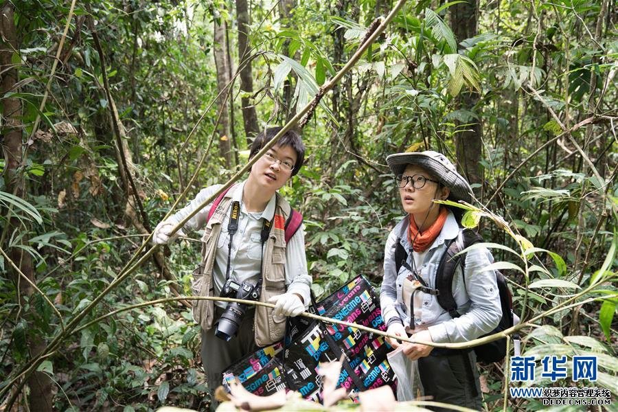 5月25日，在緬甸北部實皆省大麥地野生動物保護區(qū)，中緬聯(lián)合科考隊隊員、中國科學(xué)院植物研究所研究助理張若鵬（左）和中緬聯(lián)合科考隊隊員、中國科學(xué)院植物研究所研究助理王繼旋采集植物標本。新華社記者 金立旺 攝
