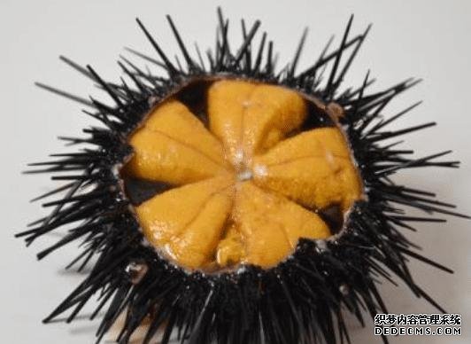 樣子很丑的4種海鮮，味道卻好到讓人“上癮”, 可惜識(shí)貨的人不多