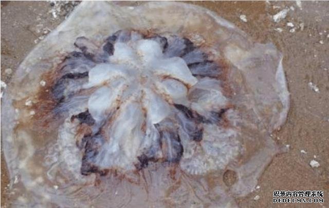 樣子很丑的4種海鮮，味道卻好到讓人“上癮”, 可惜識(shí)貨的人不多