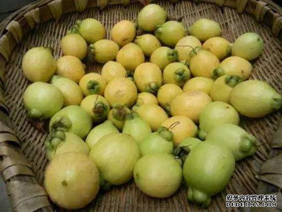 它被稱為“維C之王”，果肉甜而多汁，30元一斤，只有少數(shù)人吃過