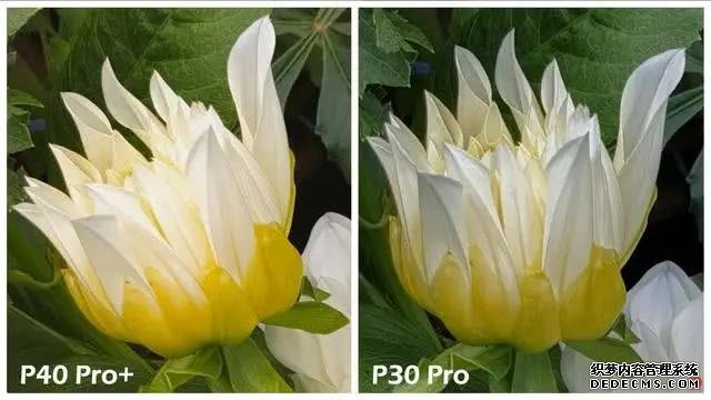 華為P40Pro＋和華為P30Pro拍照對比：都是旗艦到底要不要升級？