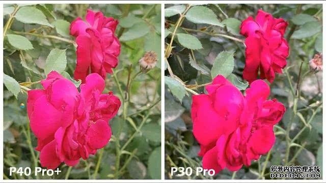 華為P40Pro＋和華為P30Pro拍照對比：都是旗艦到底要不要升級？