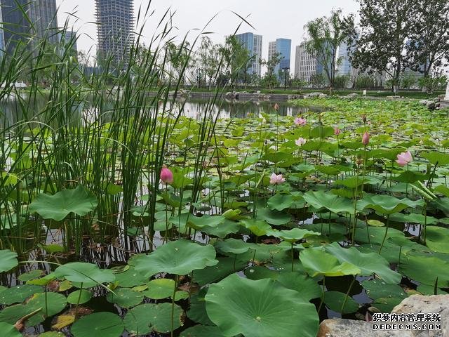 華為P40夏日實(shí)拍體驗(yàn)：色彩更加真實(shí)，低ISO下噪聲更少