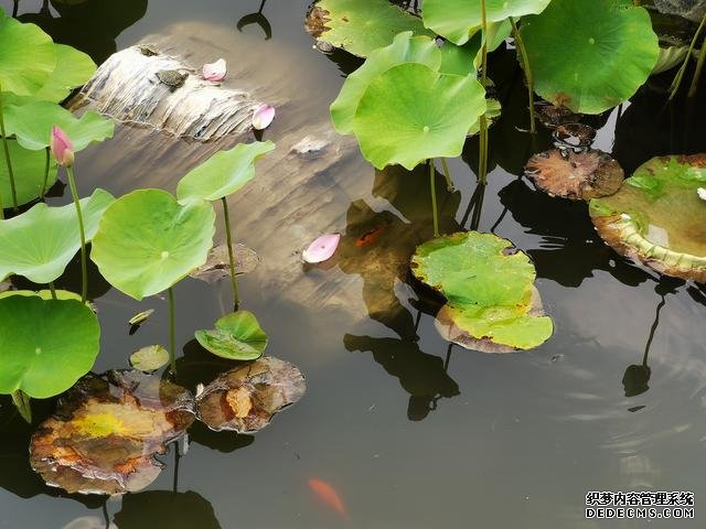 華為P40夏日實(shí)拍體驗(yàn)：色彩更加真實(shí)，低ISO下噪聲更少