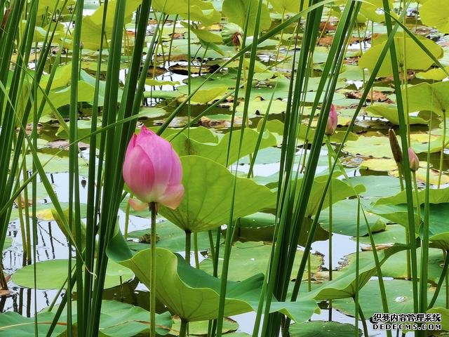 華為P40夏日實(shí)拍體驗(yàn)：色彩更加真實(shí)，低ISO下噪聲更少