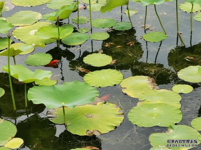 華為P40夏日實(shí)拍體驗(yàn)：色彩更加真實(shí)，低ISO下噪聲更少