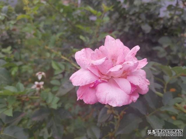 《曾國藩家書》：養(yǎng)生八法強(qiáng)壯身體，為學(xué)四要增長智慧
