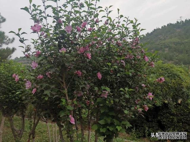 《曾國藩家書》：養(yǎng)生八法強(qiáng)壯身體，為學(xué)四要增長智慧