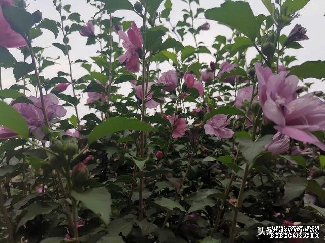 《曾國藩家書》：養(yǎng)生八法強(qiáng)壯身體，為學(xué)四要增長智慧