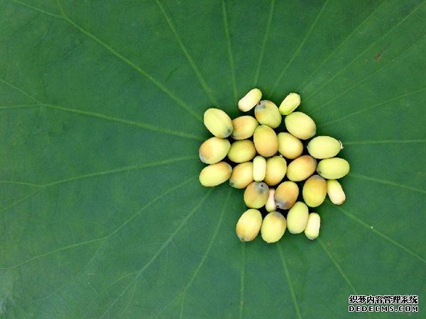 夏天的這種觀賞性植物，是肥胖人士，高血壓患者的食療佳品