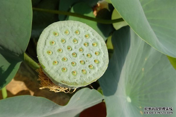 夏天的這種觀賞性植物，是肥胖人士，高血壓患者的食療佳品