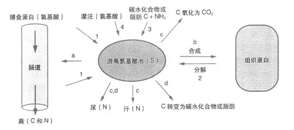 氮平衡一個不陌生的健身詞，增肌進入了什么狀態(tài)？