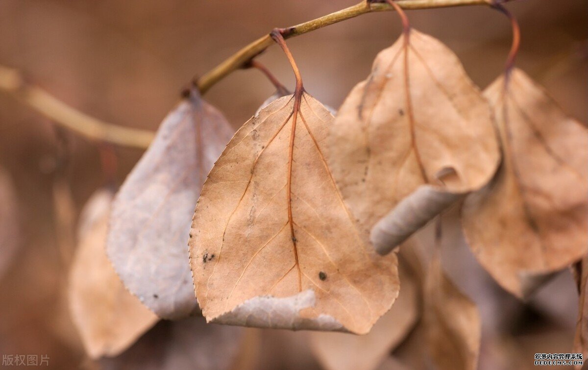 黃芩，清熱燥濕的的藥，善于清肺熱，治少陽證，但要預(yù)防傷陰
