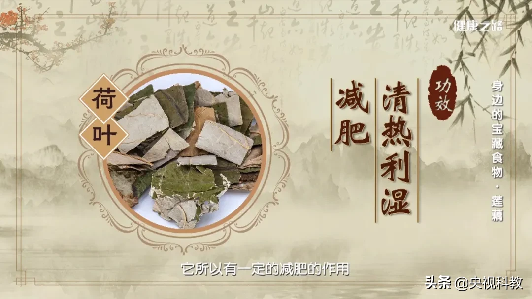 蓮藕、荷葉、蓮子，既可入菜又可入藥的“健康三寶”