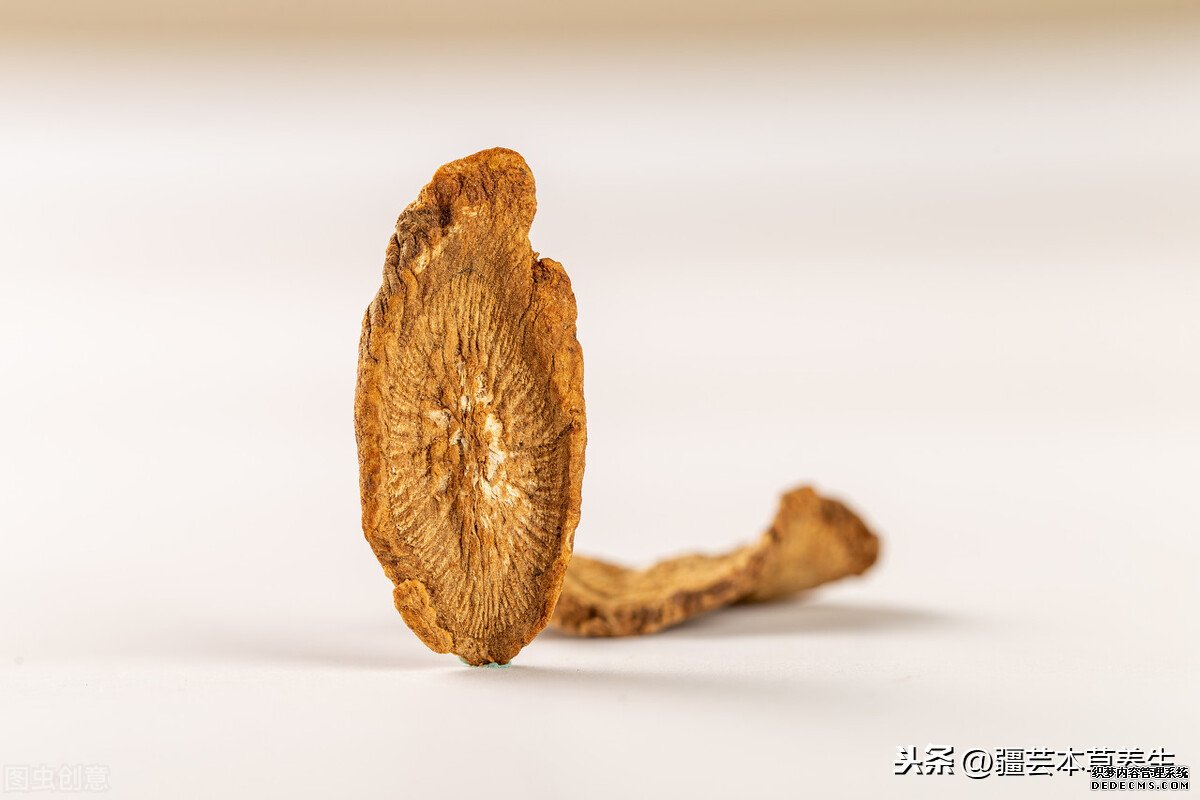 牛蒡根泡茶味道如何？制作一杯清熱解毒牛蒡菊花茶