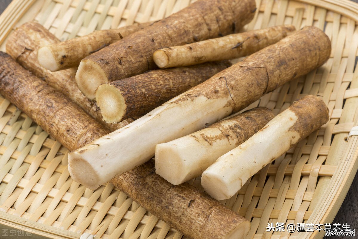 牛蒡根泡茶味道如何？制作一杯清熱解毒牛蒡菊花茶