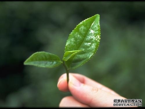 茶知識(shí)｜合理飲茶-成年人每天飲茶5-15克，茶雖好切忌貪杯