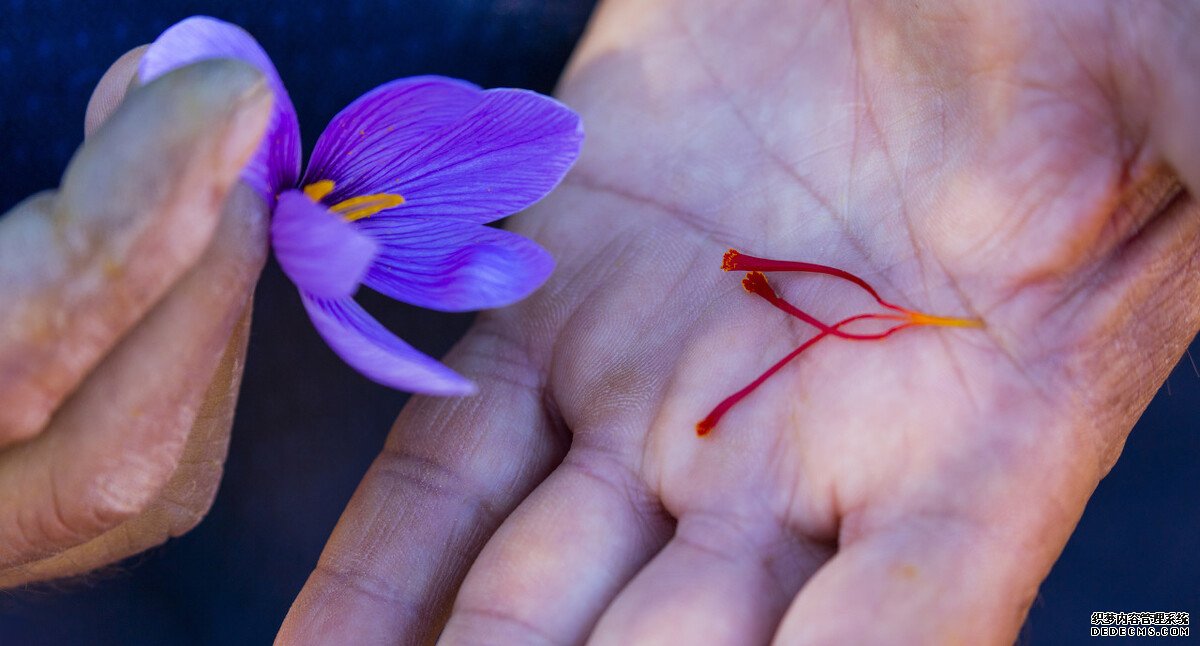 知識科普：藏紅花泡腳？做夢！你知道藏紅花為什么賽黃金嗎