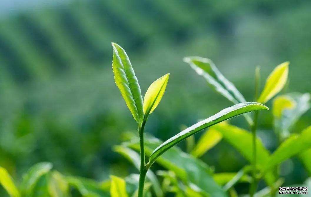 枸杞搭配有講究，4種食物不宜與枸杞搭配食用，你的搭配正確嗎？