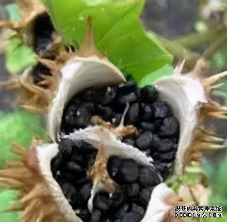 這些食物吃起來有風(fēng)險，一定要當(dāng)心。