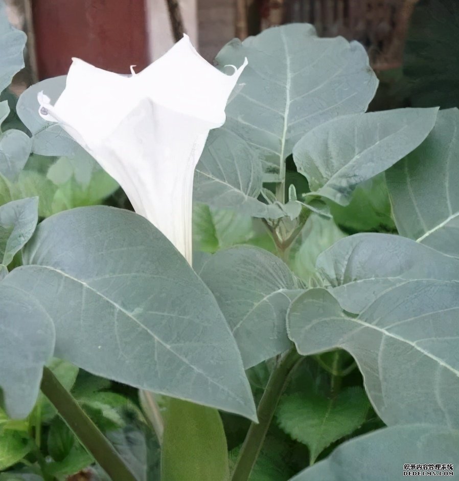這些食物吃起來有風(fēng)險，一定要當(dāng)心。